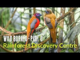 Wild Borneo | Rainforest Discovery Centre RDC | Birds and Wildlife of Sepilok | Malaysia 2024