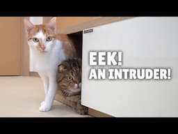 How Will My Cats React to an Intruder in the House? | Kittisaurus Villains