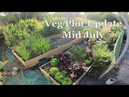 Allotment Diary : Mid July Garden Update.