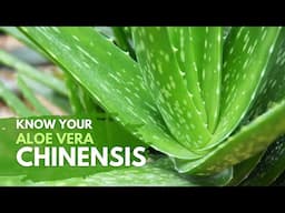 Things You Need To Know About Aloe vera Chinensis