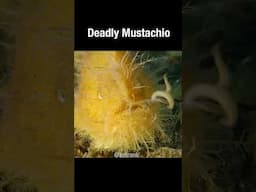 The Frogfish's Deadly Mustachio #short