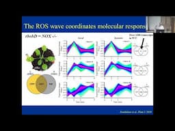 Ron Mittler: ROS and redox signaling in plant stress responses