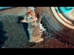 Stray kitten clung to a car wheel for shelter in heavy rain,it crying for help as someone approached