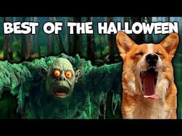 Best Talking Corgi Videos (Halloween Edition)