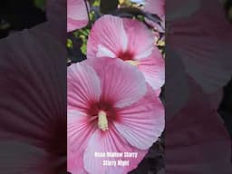 Rose Mallow Starry Starry Night