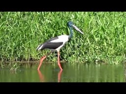 Australian Birds BIRDING NORTHERN TERRITORY Darwin Top End PART 2 by Alana and Greg Dare