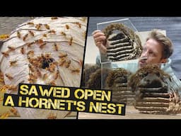 The Hornet's Nest from the Inside. How Do They Do It?!!