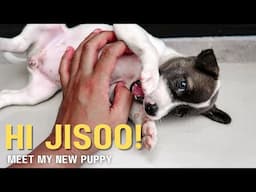 HOUSE UPDATE #2: Meeting JISOO! My Aspin Mix Adopted Puppy