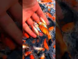 Catching 1000s Of Stunning Japanese Koi Fish !