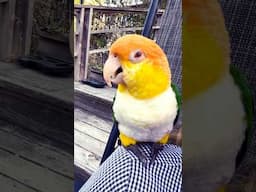 Puffman Caique Is Precious #parrot #caique #cuteanimals