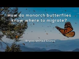 How do monarch butterflies know where to migrate?