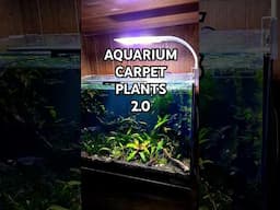 LET'S Grow CARPET PLANTS AGAIN #tropicaltank #tropicalfishkeeping #aquarium #carpetplants