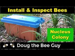 Installing and Inspecting a Nucleus Colony for Beginning Beekeepers