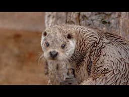 Giant Otters: The Story of Peru's River Wolves | Our World