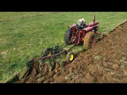 Bringing the Cattle in for Winter and Plowing with the Farmall 756