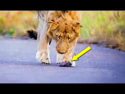 Brave Man Saves Baby Mink from Lion's Mouth | Animal Rescue