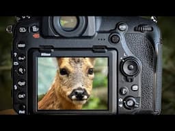 Wild Deer at Close Range | Nikon D850 & 500PF | Wildlife Photography