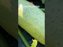 If you see this on zucchini, take immediate action #harvest #zucchini #garden