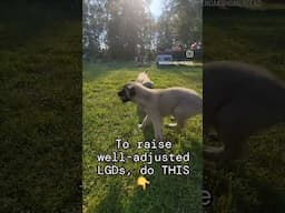 DO THIS for well-adjusted Livestock Guardians