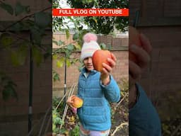 Garden se Apple Harvesting #shorts