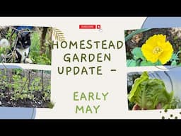 Homestead Garden Update in Early May