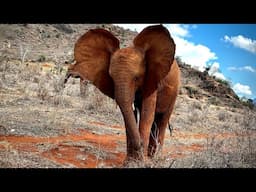 Rescue of Orphaned Elephant Busara | Sheldrick Trust