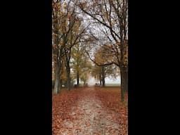 Embracing the Grey Days in Lainzer Tiergarten 🍂