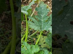 Don’t let this plant disease affect your greenhouse… #garden #aquaculture #gardening