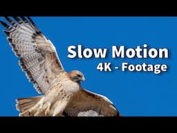 Birds Flying in Super Slow Motion - Eagles, Pelicans & Raptors