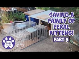 Saving A Family Of Feral Kittens Part 4 - Cat Video Compilation