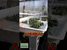 Anubias Spray System Build PART 2