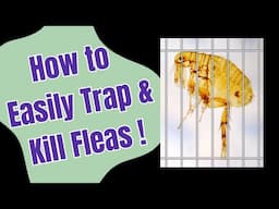 Homemade Flea Trap: Cheap and Natural Solution for Your Household