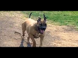 Boerboels / fires and big dogs