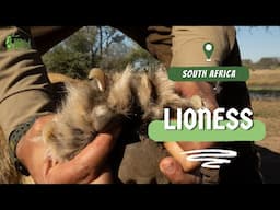 Lioness hunt | Hunting in South Africa