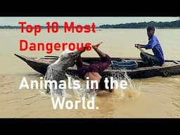 The Top 10 Deadly Creatures – Beware and Stay Safe!