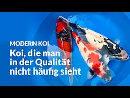 Die Elterntiere aus Mizukoshi | Modern Koi Blog #7033