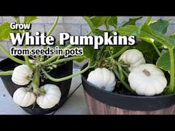 How to Grow White Pumpkins from Seed in Containers | Casperita  Pumpkin - Easy Planting Guide