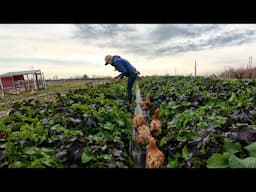 #34 Fall Cover Crop Seeding, Peony Planting - My Flower Farm