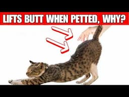 Why does your cat LIFT THE BUTT when petted?