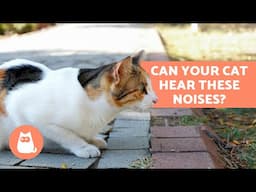 6 SOUNDS That ONLY CATS CAN HEAR (but HUMANS CAN'T) 🐱💥