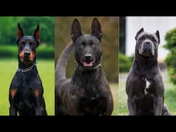 Top 10 Guard Dogs For Family Protection!