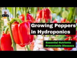 Growing Peppers with Hydroponics