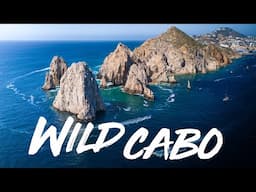 This is WILD Cabo!