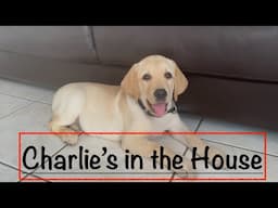 We’ve got a brand new Labrador Puppy !! French Countryside Life # 139