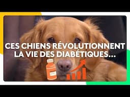 Ces chiens révolutionnent la vie des diabétiques...