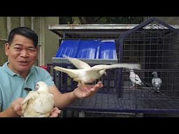 ANG BILIS MANGITLOG NG KANILANG INA, 22-DAYS PA LANG ANG 2-INAKAY #pigeon #kalapatids