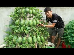 Amazingly beautiful pyramid shaped watermelon garden, How to grow watermelon at home