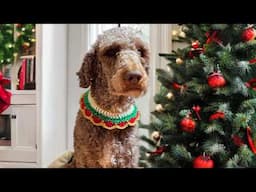 Crochet Holiday Collars for Every Pet! Quick and Easy Crochet Tutorial 🐰🐱🐶