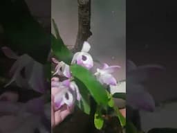 Primeira floração  da minha orquídea olho de boneca Dendobrium