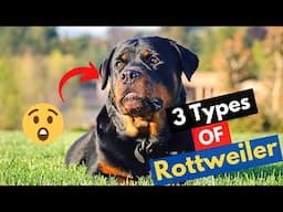 What are the 3 Types of Rottweilers? Which type do you have or looking to get?